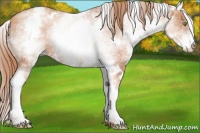 Horse Color:White Spotted Gold Champagne