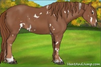 Horse Color:White Spotted Chestnut Sabino