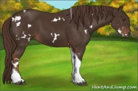 Horse Color:White Spotted Liver Chestnut Tobiano 