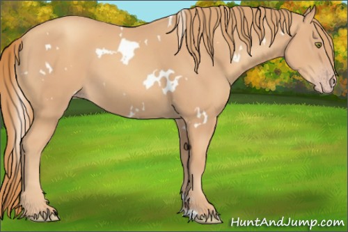 Horse Color:White Spotted Gold Champagne