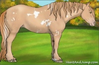 Horse Color:White Spotted Gold Champagne