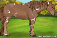 Horse Color:White Spotted Chestnut 