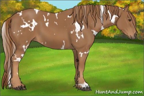Horse Color:White Spotted Chestnut 
