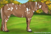 Horse Color:White Spotted Chestnut 