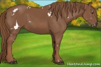 Horse Color:White Spotted Chestnut 