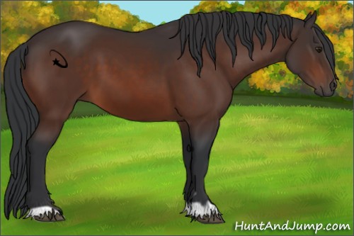 Horse Color:Brown 
