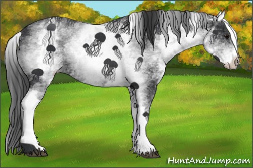 Horse Color:White Spotted Black