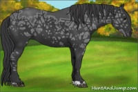 Horse Color:Black Ice 