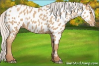 Horse Color:Silver Classic Champagne Appaloosa 