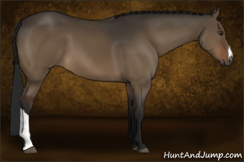 Horse Color:Gray Brown Dun 
