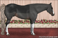 Horse Color:Gray Silver Brown 
