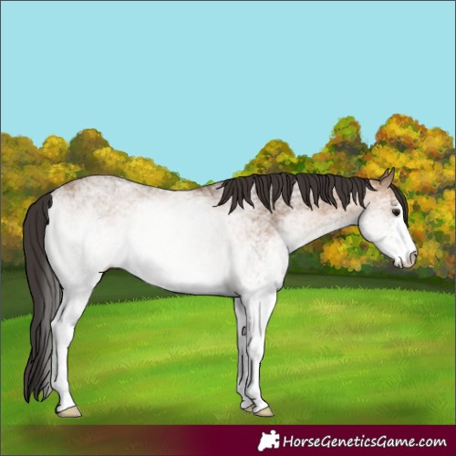 Horse Color:White Spotted Brown Dun 