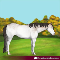 Horse Color:White Spotted Brown Dun 