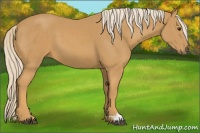 Horse Color:Palomino