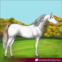 Horse Color:Red Dun Sabino 