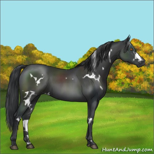 Horse Color:White Spotted Black 