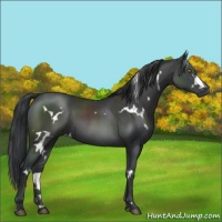 Horse Color:White Spotted Black 