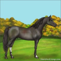 Horse Color:Smoky Black 