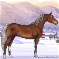 Horse Color:Silver Brown Sabino 
