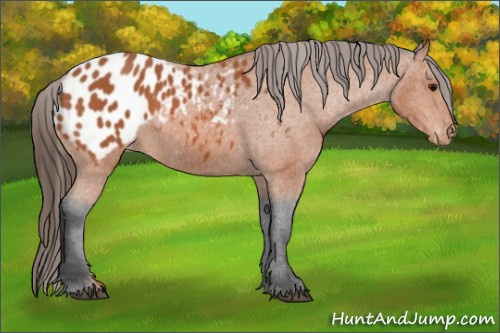 Horse Color:Bay Appaloosa 