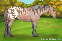 Horse Color:Bay Appaloosa 