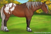 Horse Color:Bay Appaloosa  and Silver Bay Appaloosa 