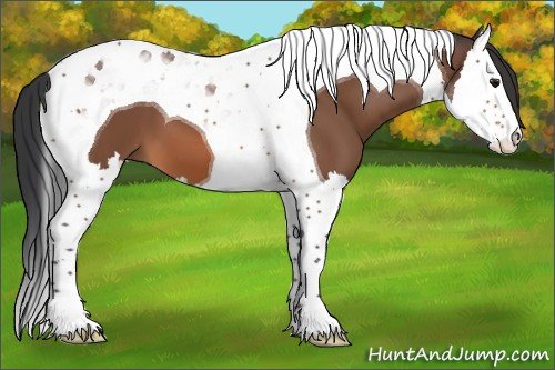 Horse Color:Bay Splash Tobiano