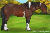 Horse Color:Brown Tobiano 