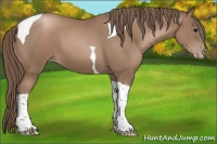 Horse Color:Black Pearl Tobiano 