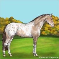 Horse Color:White Spotted Amber Champagne Appaloosa Rabicano 
