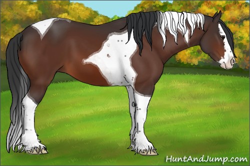 Horse Color:Brown Splash Tobiano