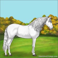Horse Color:Gray Silver Bay Roan 