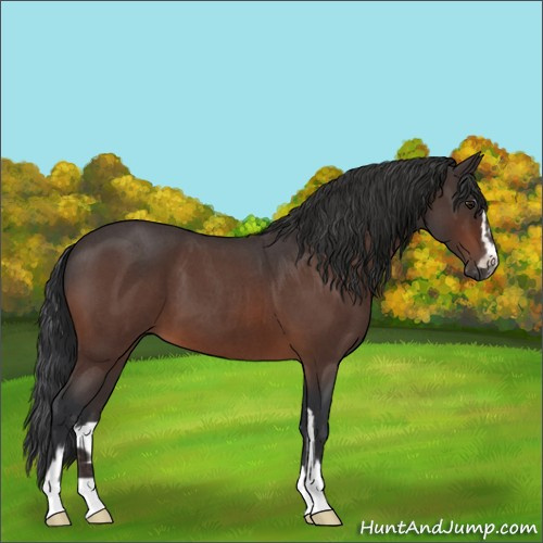 Horse Color:Brown Roan Sabino 