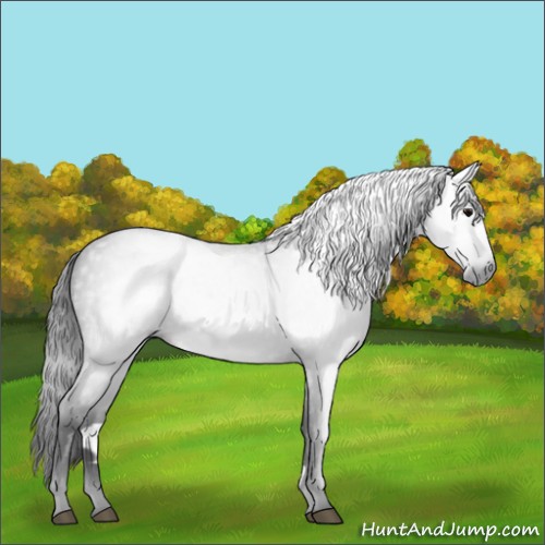 Horse Color:Gray Blue Roan 
