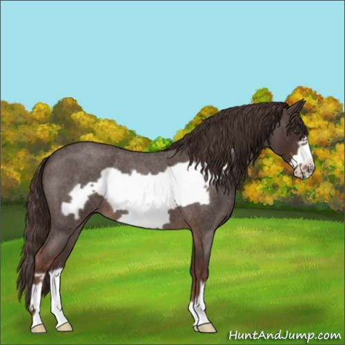 Horse Color:Liver Red Roan Frame