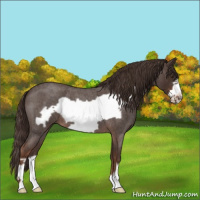 Horse Color:Liver Red Roan Frame 