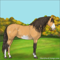 Horse Color:Buckskin Sabino Frame