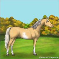 Horse Color:White Spotted Palomino Tobiano 