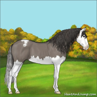 Horse Color:Grullo Splash Appaloosa 