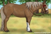 Horse Color:Chocolate Palomino 
