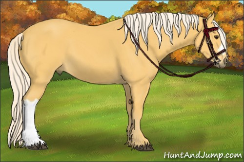 Horse Color:Palomino 