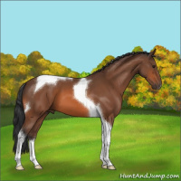 Horse Color:Bay Tobiano 