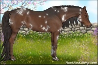 Horse Color:White Spotted Liver Chestnut 