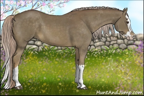 Horse Color:Chocolate Palomino Splash 