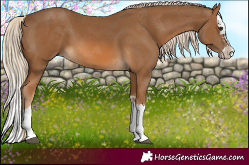 Horse Color:Chocolate Palomino Splash