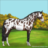 Horse Color:Bay Frame Appaloosa 