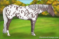 Horse Color:Chocolate Silver Black Chinchilla Appaloosa 