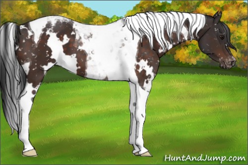 Horse Color:White Spotted Brown Tobiano Appaloosa 