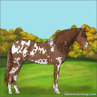 Horse Color:White Spotted Chestnut Appaloosa 