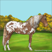 Horse Color:White Spotted Chestnut Appaloosa 